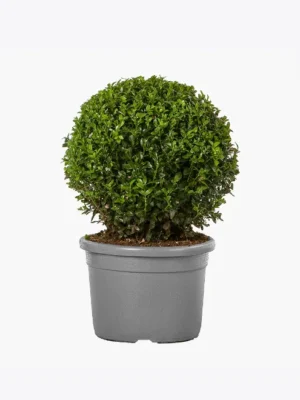 product-image-4_optimized Fringilla Urna
